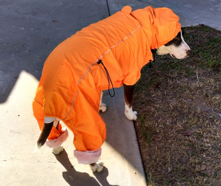 Ollie's New Raincoat