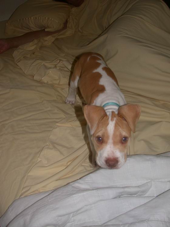Bed Puppy
