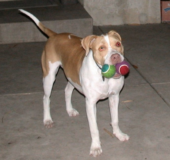 Double Ball