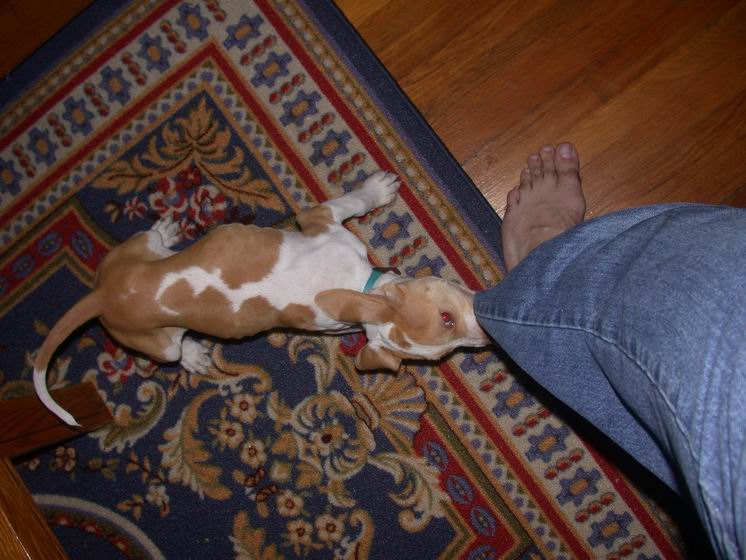 Eater of Pants!