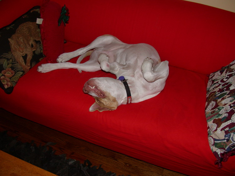 She's not in pain, just ecstasy from being so lazy!
