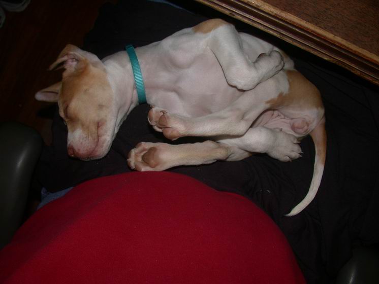 Lap Dog
