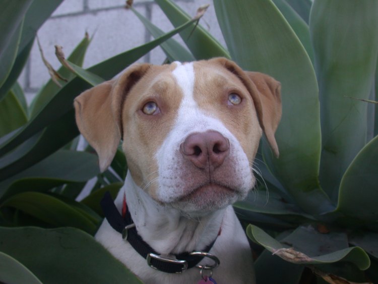 Our Very Own Bush Dog!