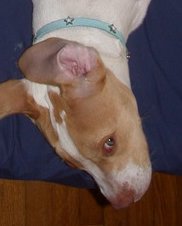 More boneless dog