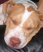 Lazy dog!