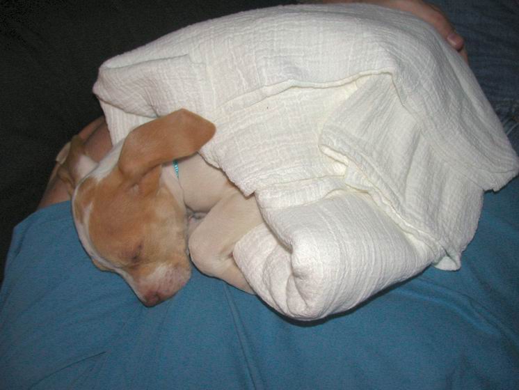 Luna Wrap