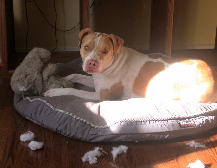 Teddy Bear Gone!