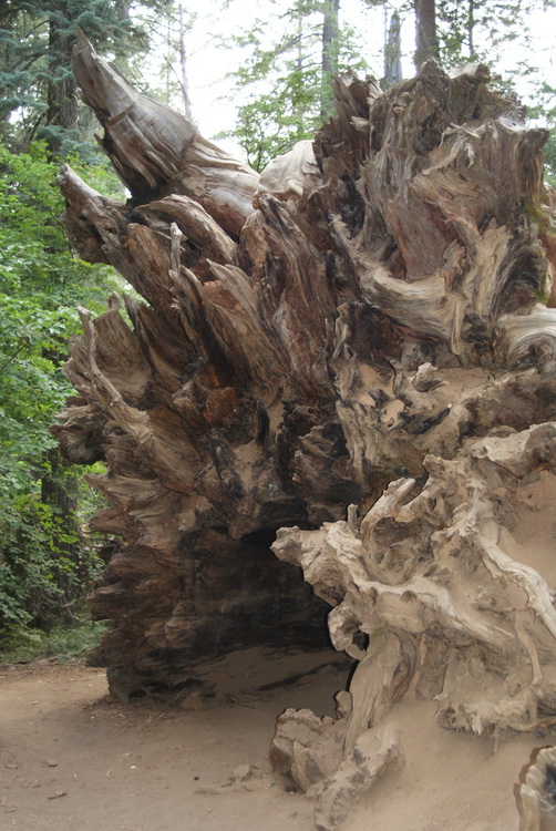 Fallen Sequoia Roots