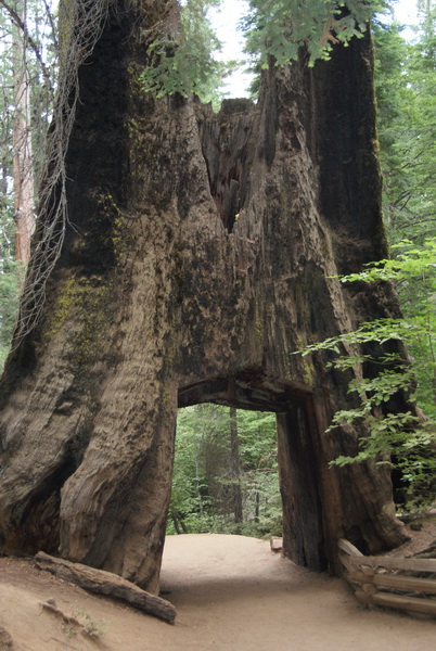 Tunnel Tree Sequoia