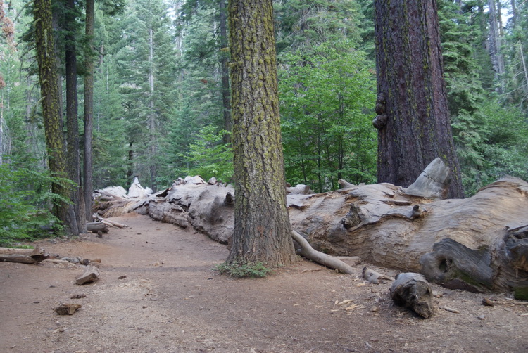 A big tree on its side