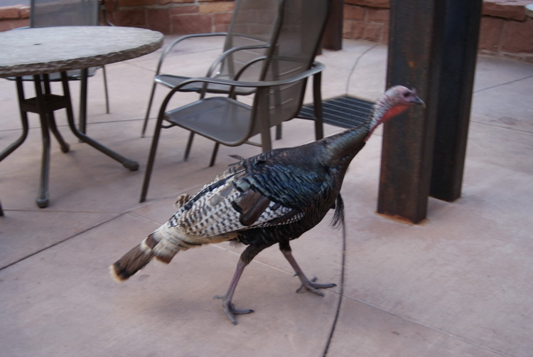 Wild Turkey at Zion