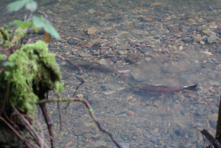 Salmon spawning