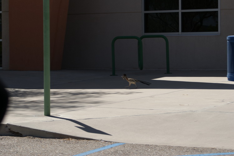 Roadrunner running