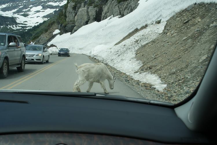 The local flora and fauna have the right of way