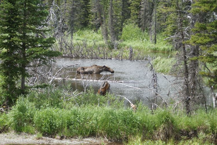 It's an actual moose!