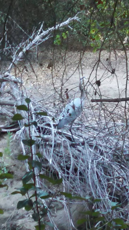 Flighted Fauna in Tecolote