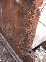 Termite damage