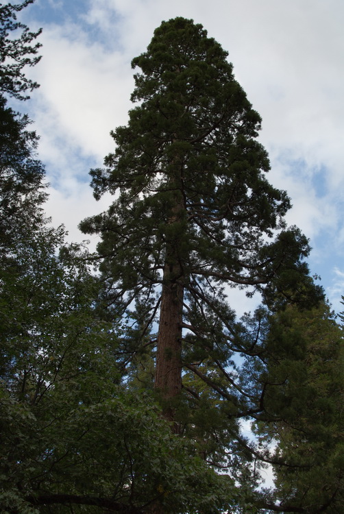 Another Sequoia