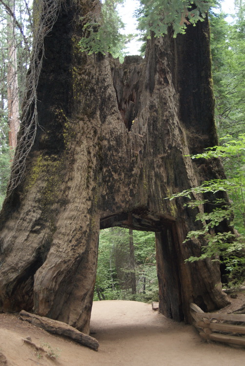 Sequioa Tunnel