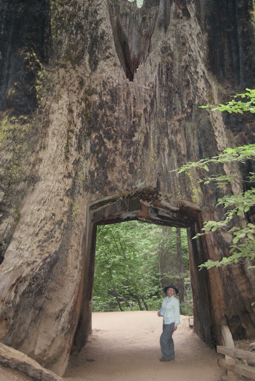 Sequioa Tunnel