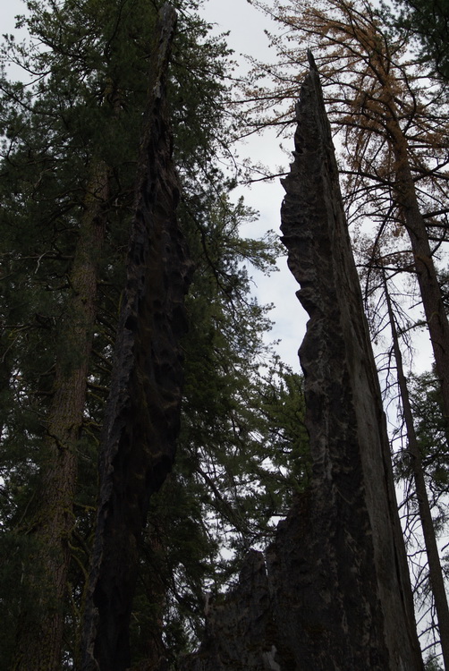 Charred Sequoia Tunnel Spires