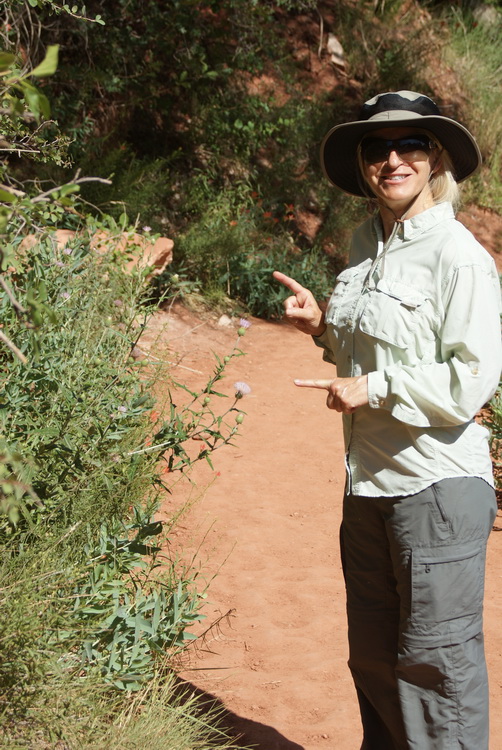 Thistles