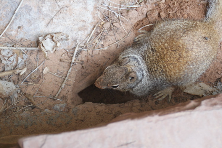 A bushy tailed rodent